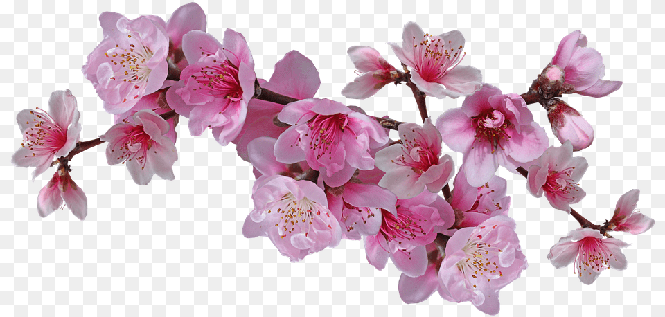 Nectarine Tree Flowers Drawing, Flower, Plant, Cherry Blossom, Petal Png