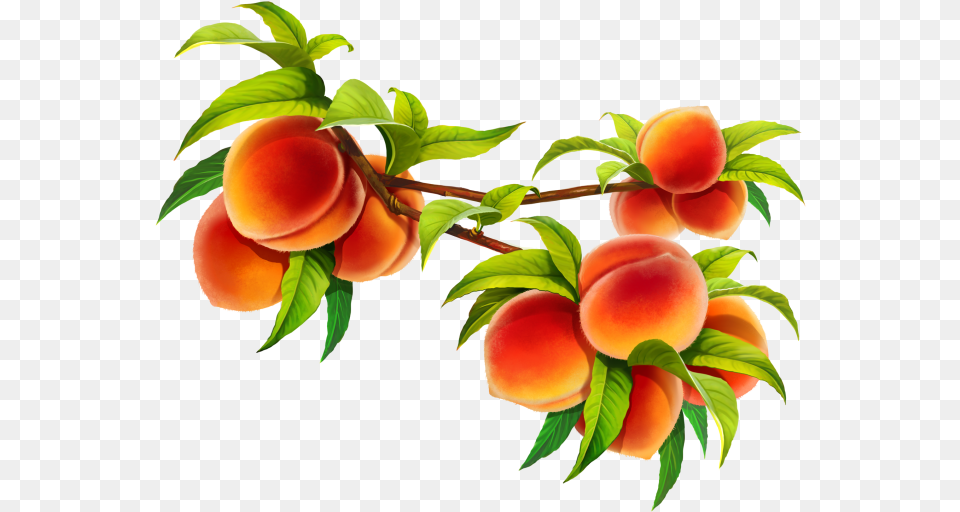 Nectarines, Food, Fruit, Plant, Produce Free Transparent Png