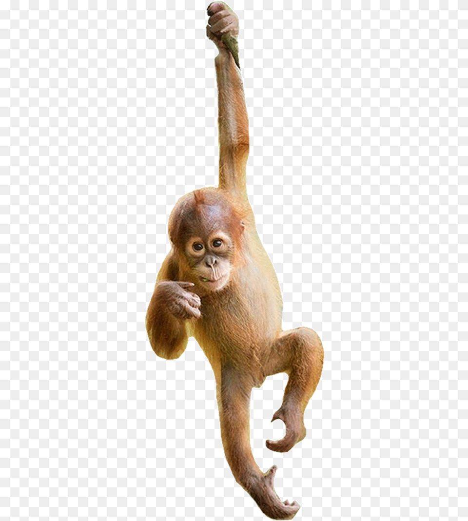 Need Our Help Orangutan, Animal, Mammal, Monkey, Wildlife Free Transparent Png