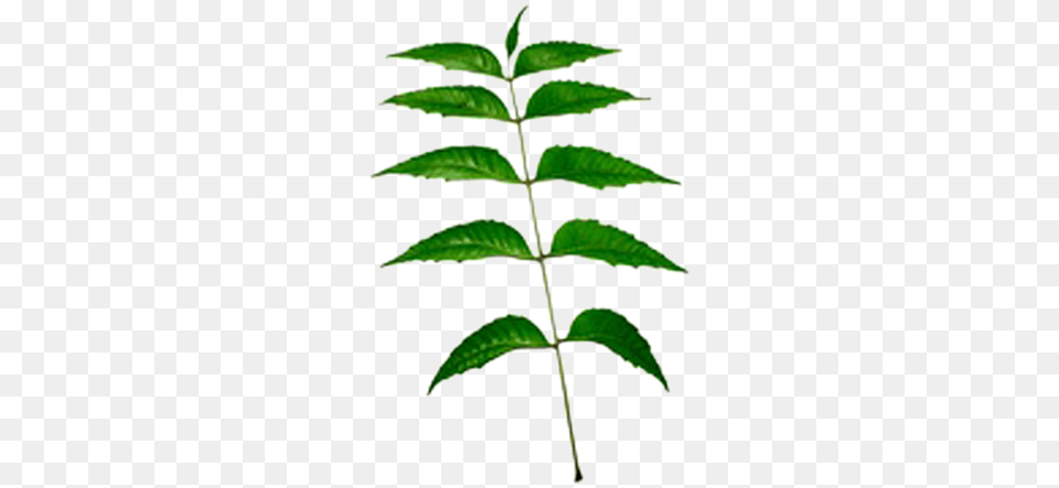 Neem Leaf Neem Tree Leaves Transparent, Herbal, Herbs, Plant, Mint Free Png Download