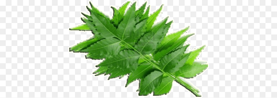Neem Leaves Neem Powder For Hair And Skin, Herbal, Herbs, Leaf, Plant Free Png Download