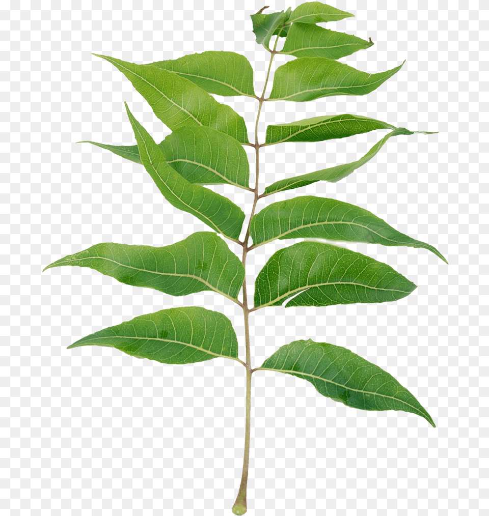 Neem Leaves Powder Dietary Supplement Neem Tree Leaf, Plant, Herbal, Herbs, Vegetation Png