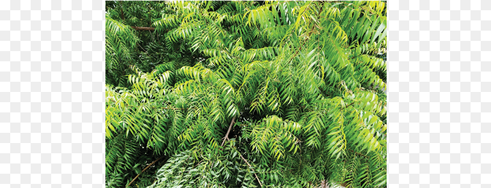 Neem Tree, Vegetation, Plant, Outdoors, Nature Png Image