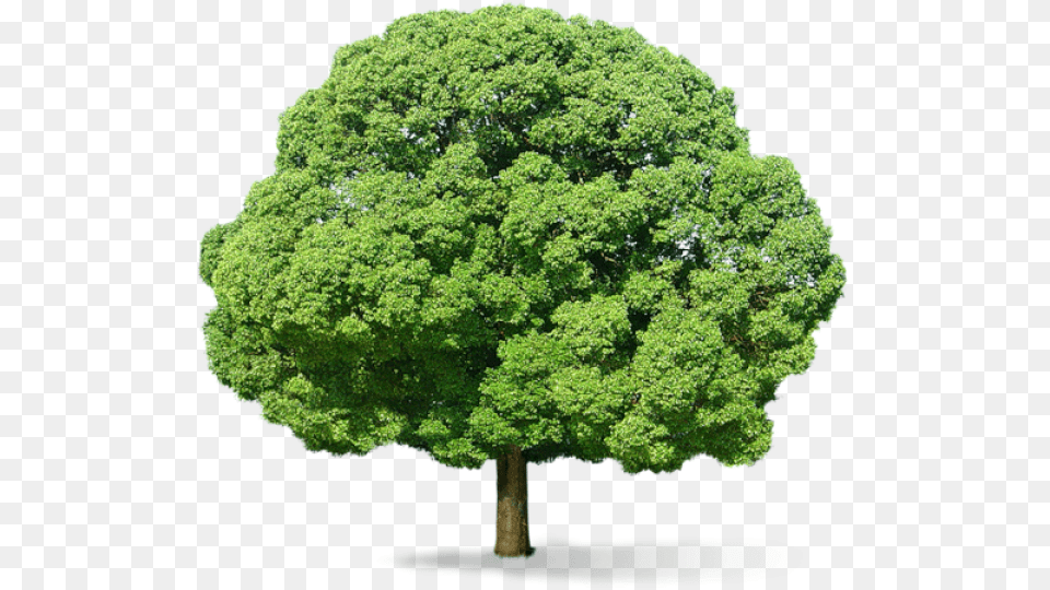 Neem Tree Big Tree Background, Oak, Plant, Sycamore, Maple Free Transparent Png