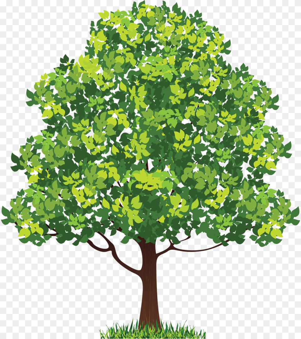 Neem Tree Clip Art Neem Tree Clipart, Oak, Plant, Sycamore, Vegetation Free Png Download
