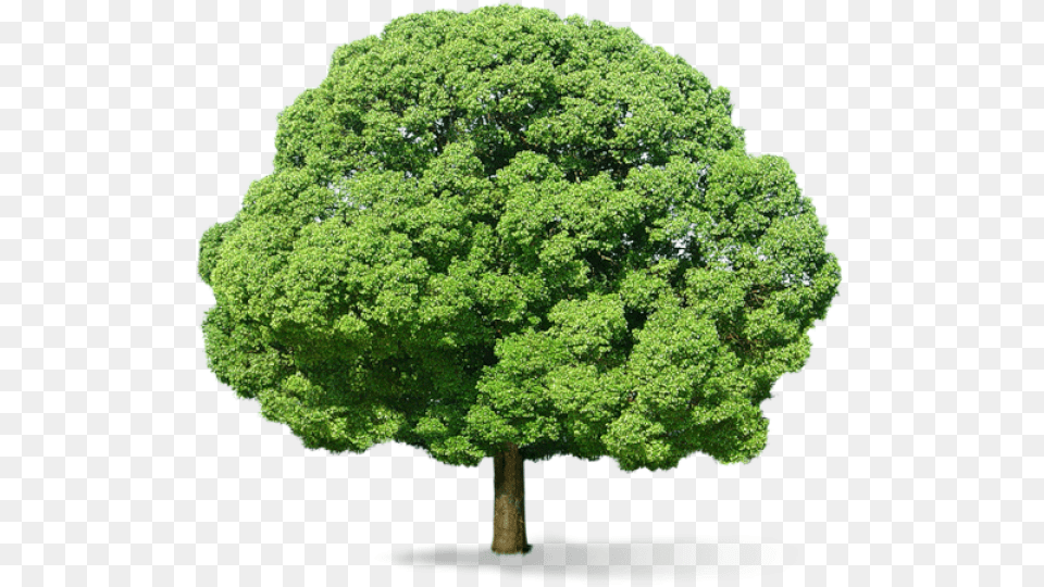 Neem Tree Green Tree, Oak, Plant, Sycamore, Maple Png Image