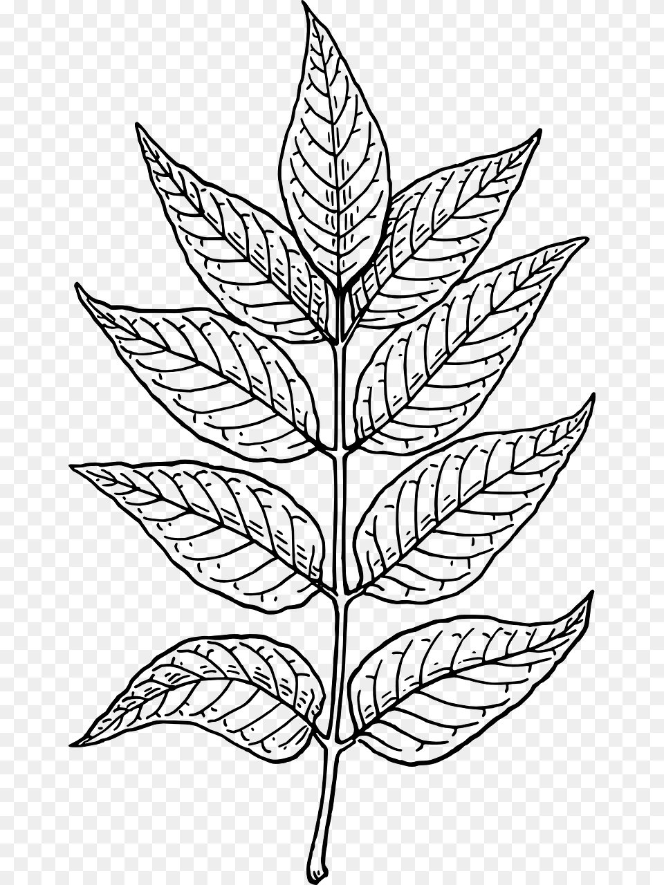Neem Tree Leaf Drawing, Gray Png