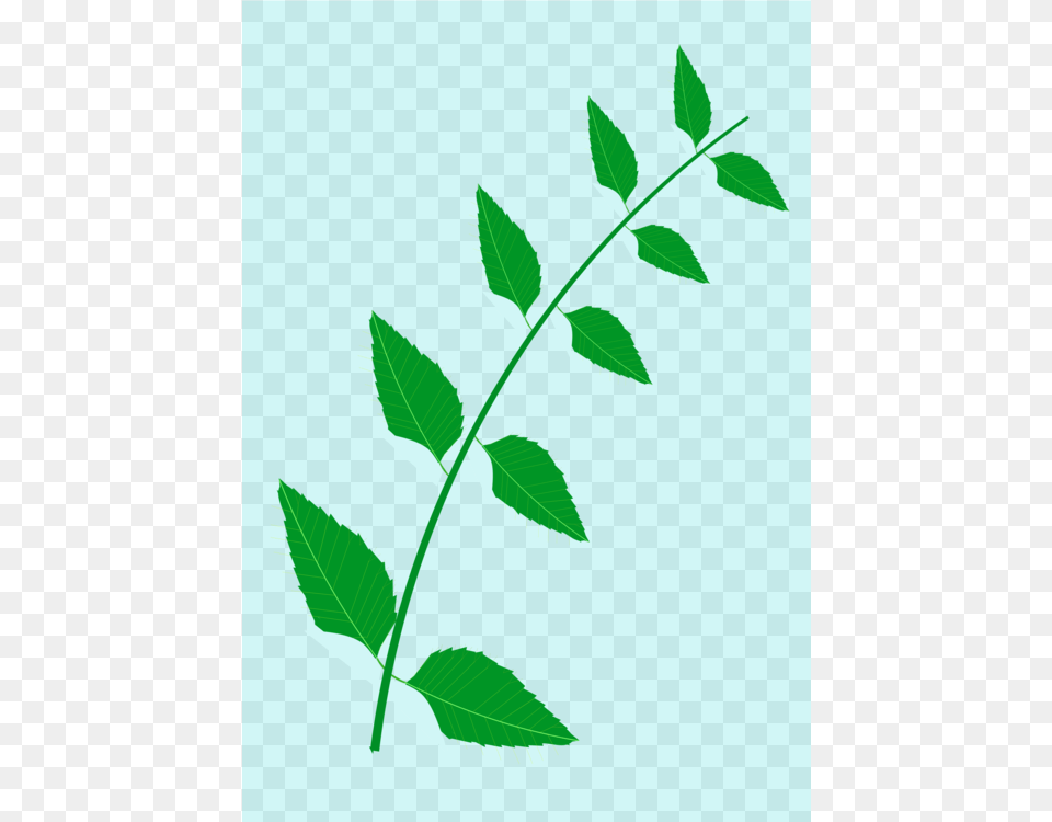 Neem Tree Leaf Drawing Medicinal Plants, Green, Plant, Herbal, Herbs Png