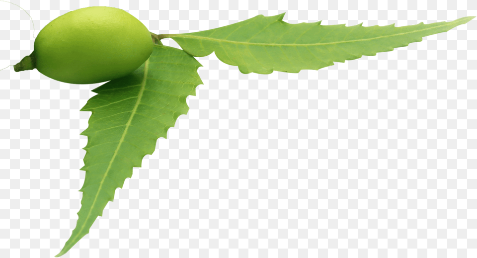 Neem Tree Neem Leaf Transparent Background, Plant, Food, Produce, Fruit Png Image