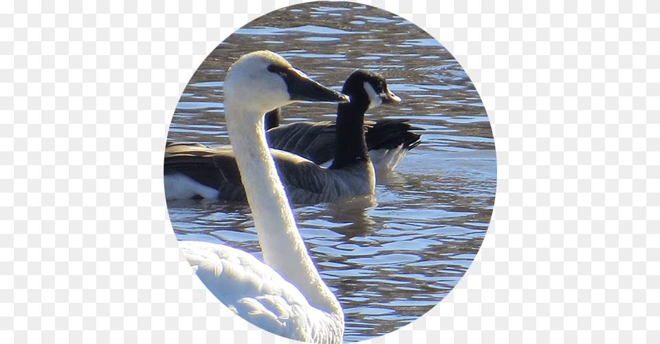 Neepawa Bird Sanctuary Community Things To Do Attractions Neepawa Bird Sanctuary, Animal, Goose, Waterfowl Png