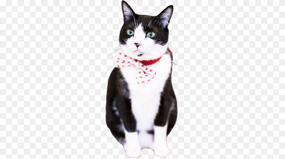 Neko Caf Time, Accessories, Formal Wear, Tie, Animal Free Png