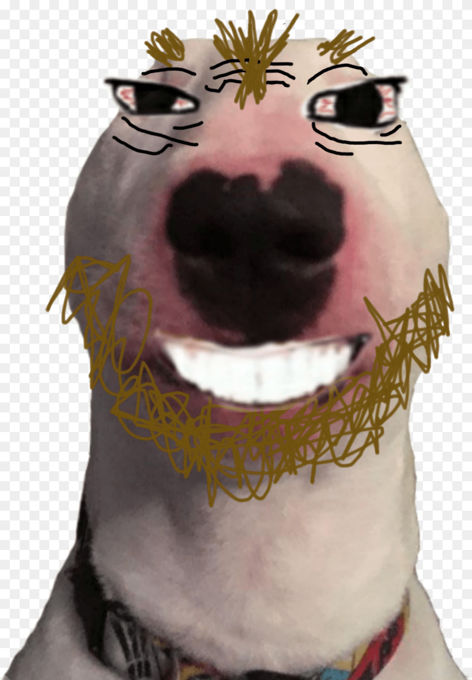 Nelson The Bull Terrier, Snout, Adult, Person, Man Png Image