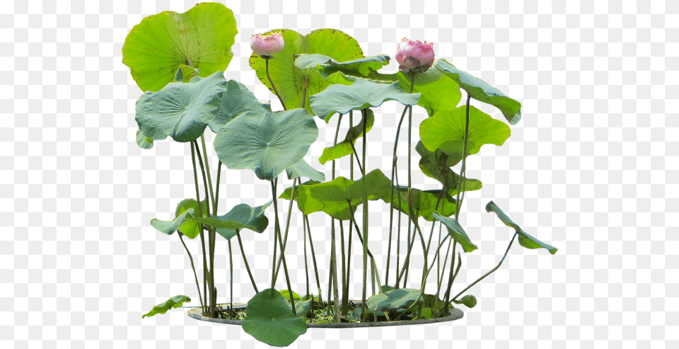 Nelumbo Nucifera, Flower, Plant, Leaf, Lily Free Png Download