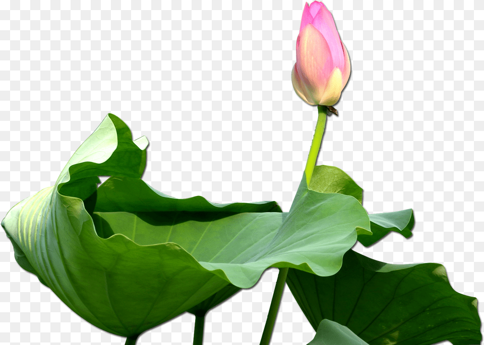 Nelumbo Nucifera Clip Art, Flower, Plant, Petal, Bud Free Png Download