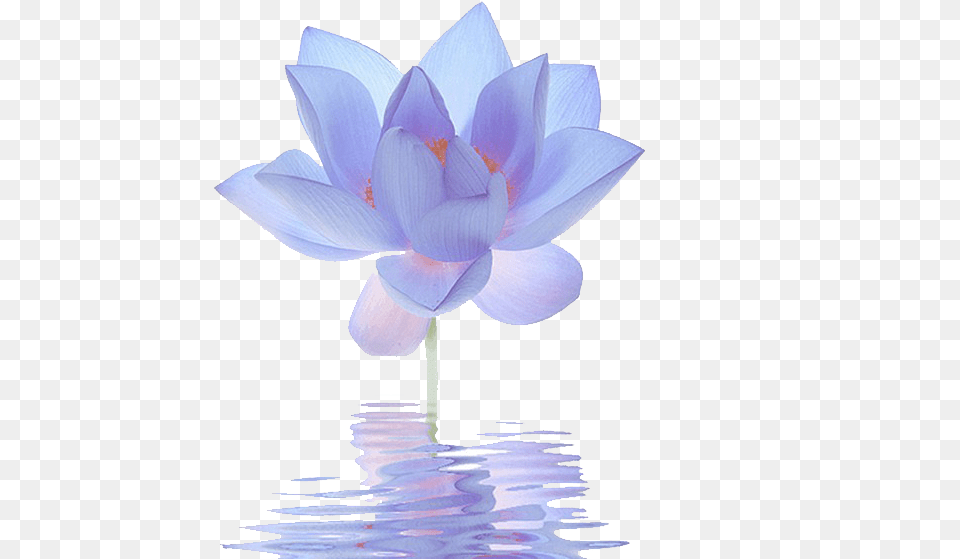 Nelumbo Nucifera Egyptian Lotus Flower Cartoon Blue Lotus Flower, Plant, Petal, Lily, Pond Lily Free Png Download