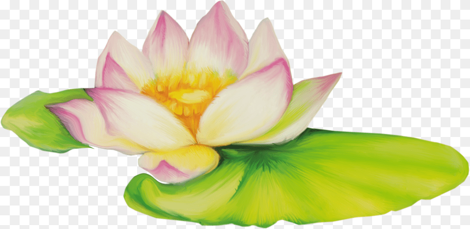 Nelumbo Nucifera Flor De Dibujo Clip Art, Flower, Lily, Plant, Pond Lily Png
