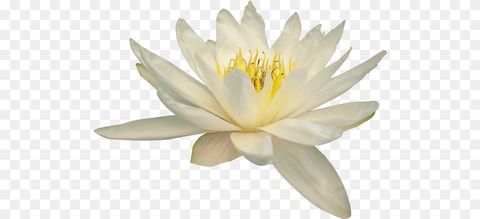 Nelumbo Nucifera Water Lily Flower White Lotus Flower Transparent, Plant, Pond Lily, Animal, Bird Png Image