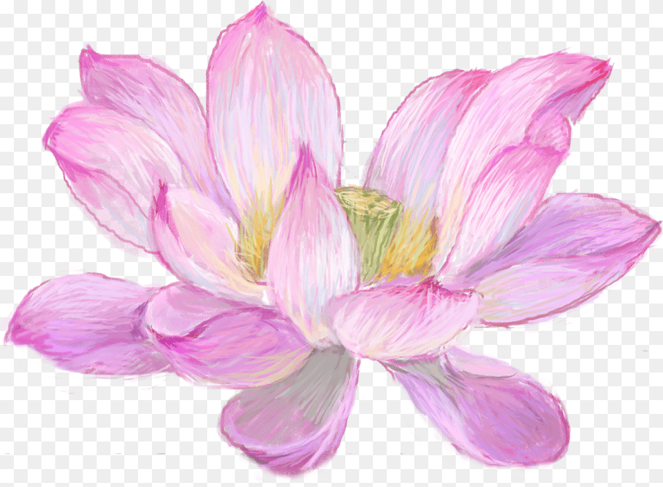 Nelumbo Nucifera Watercolor Painting Nymphaea Nelumbo Drawing, Flower, Anther, Dahlia, Plant Png Image