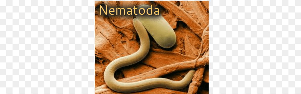 Nematoda Slowest Animal On Earth, Reptile, Snake, Invertebrate, Worm Free Transparent Png