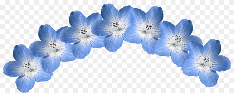 Nemophila Blue Flower Crown Blueeyes Hydrangea, Anemone, Anther, Geranium, Petal Free Png Download
