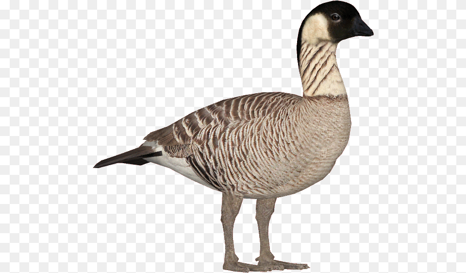 Nene Goose Nene Goose Clipart, Animal, Bird, Waterfowl, Anseriformes Free Png