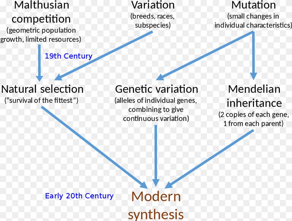 Neo Darwinism, Light Free Png