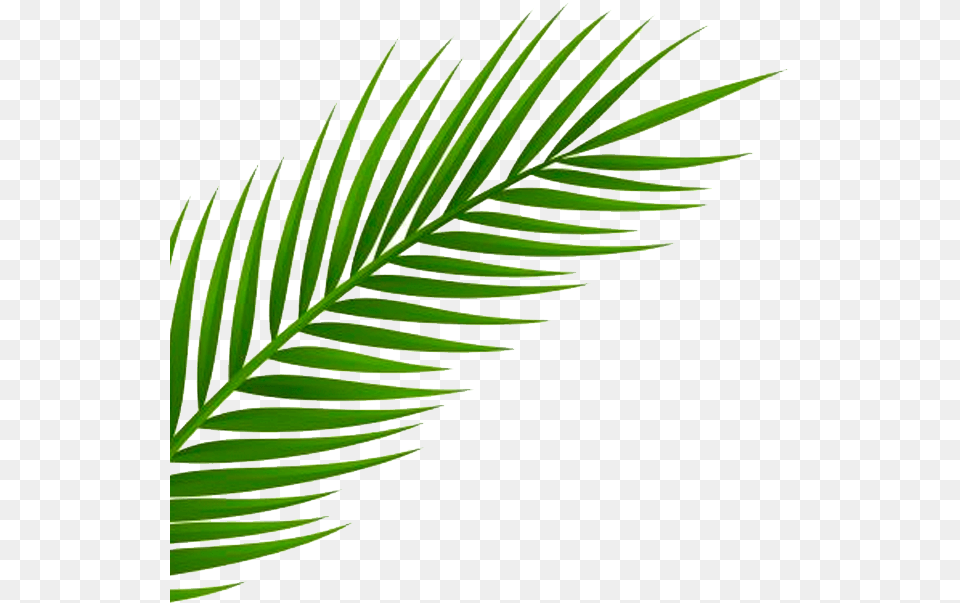 Neon Palm Tree Inspired By A Recent Trip To Miami By Transparent Transparent Background Leaf, Plant, Fern Png