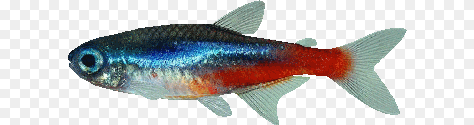 Neon Tetra Paracheirodon Simulans, Animal, Fish, Sea Life Free Png