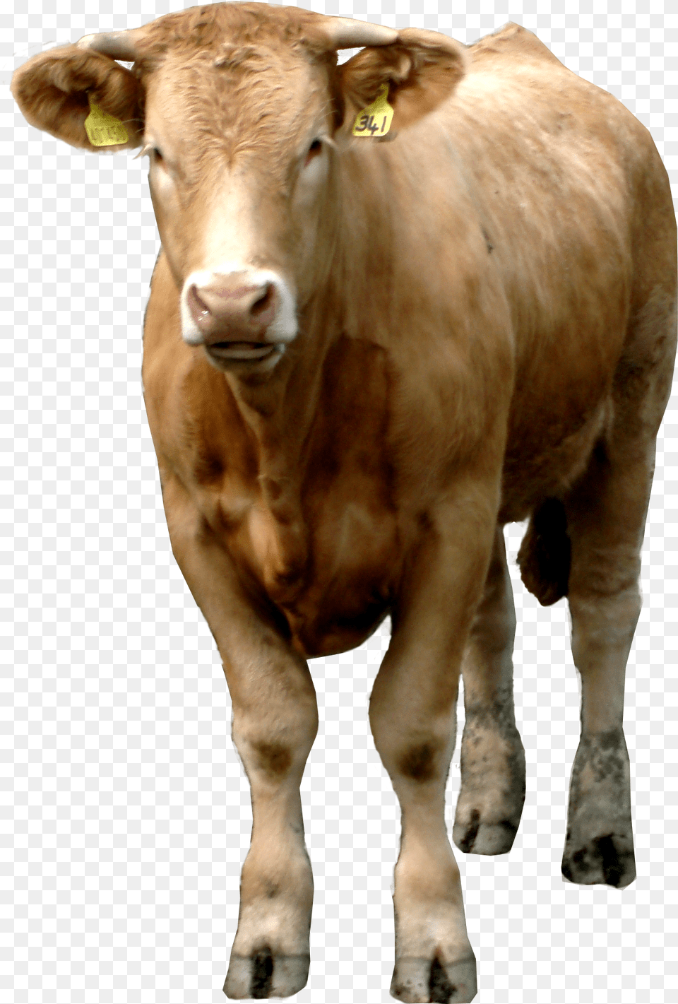 Nepal Brown Cow, Animal, Cattle, Livestock, Mammal Png Image