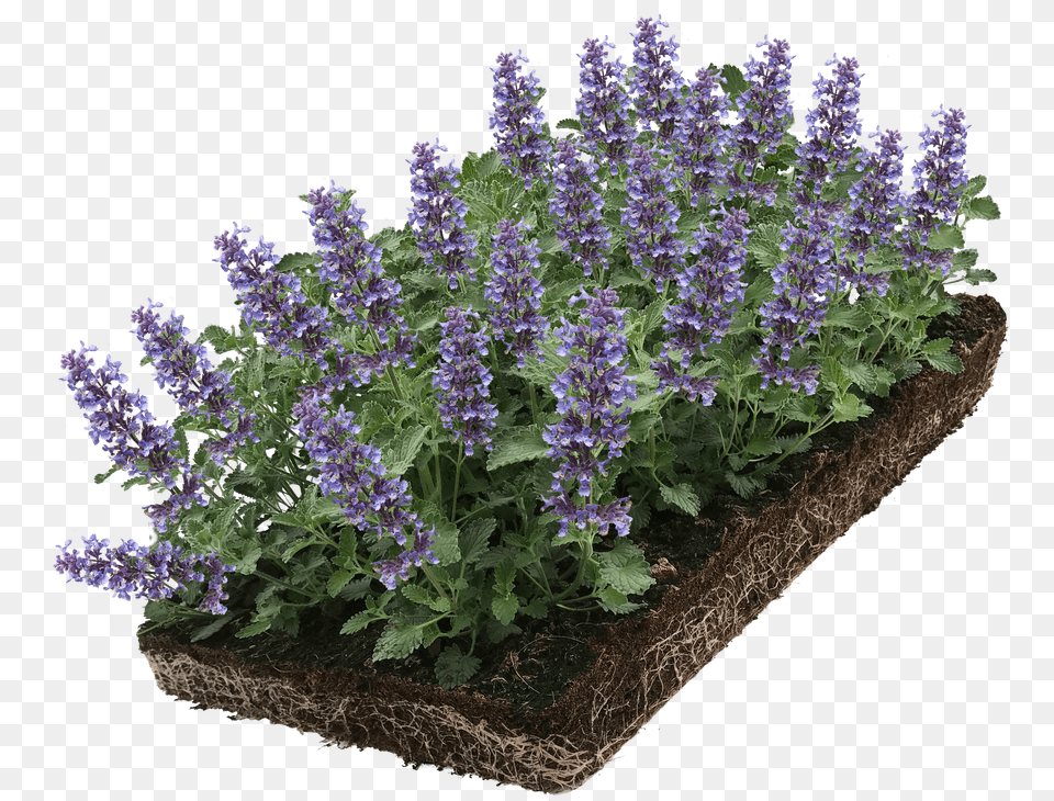 Nepeta Faassenii Nepeta Faassenii Free Transparent Png