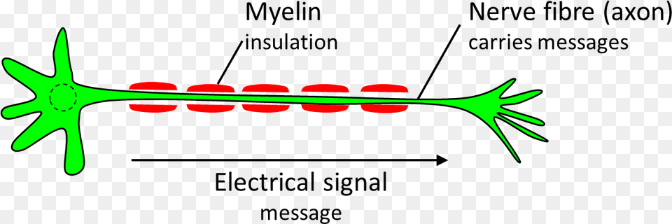 Nerve Cell Diagram Myelin Free Transparent Png