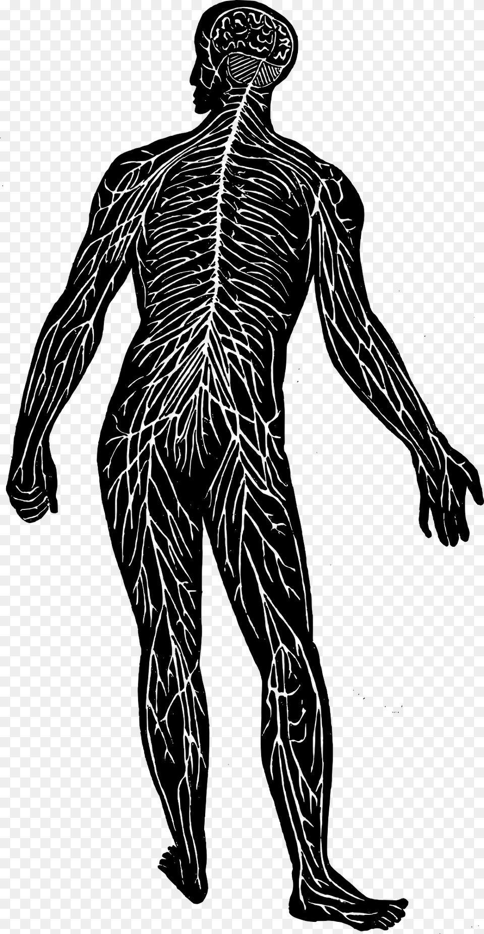 Nerve System, Adult, Male, Man, Person Free Transparent Png