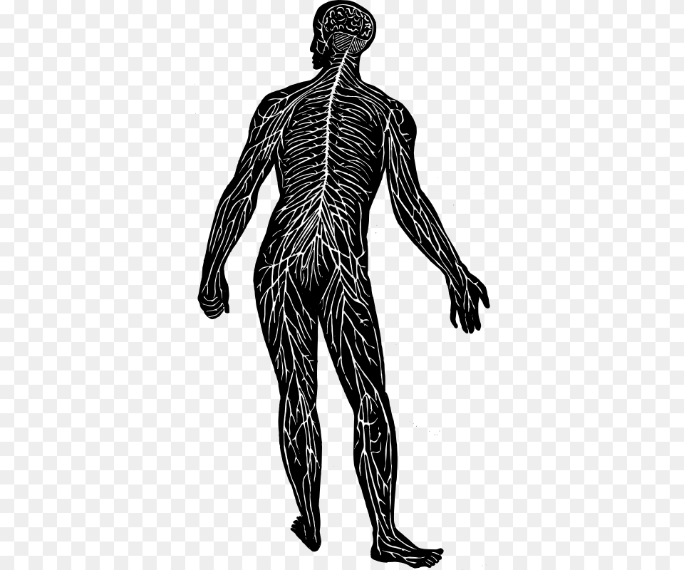 Nerve System Nerve Centres In The Body, Gray Free Png Download