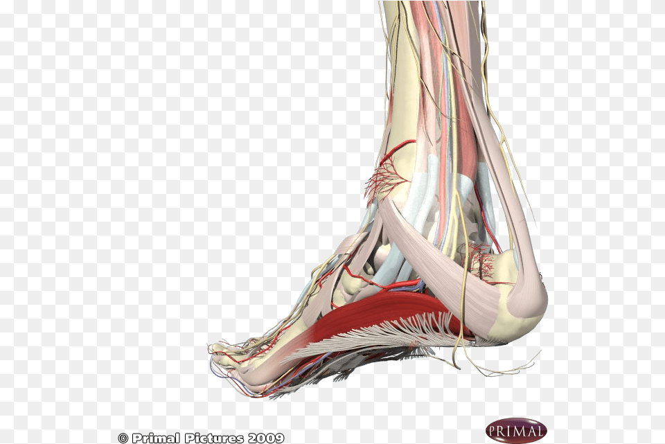 Nerves Associated With The Heel And Arch Foot Arch Muscle Anatomy, Ankle, Body Part, Person, Face Free Png