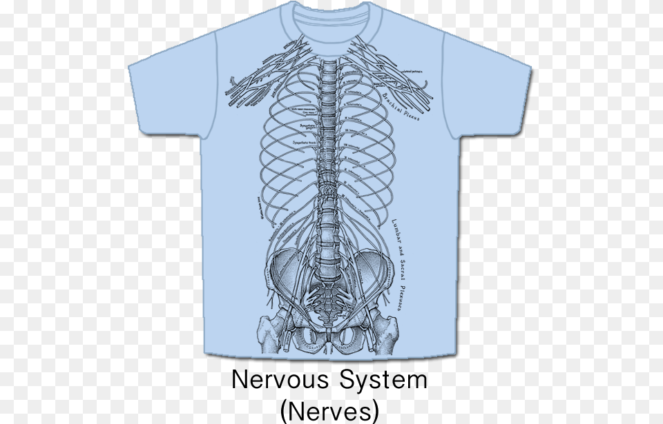 Nerves Nervous System T Shirt, Clothing, T-shirt, Body Part, Person Png