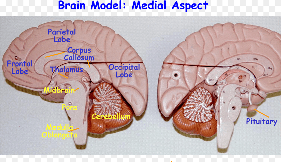Nervous And Ss Models Transparent Background Cerebral Cortex On Brain Model, Baby, Person Png
