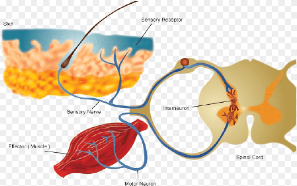 Nervous System Free Transparent Png