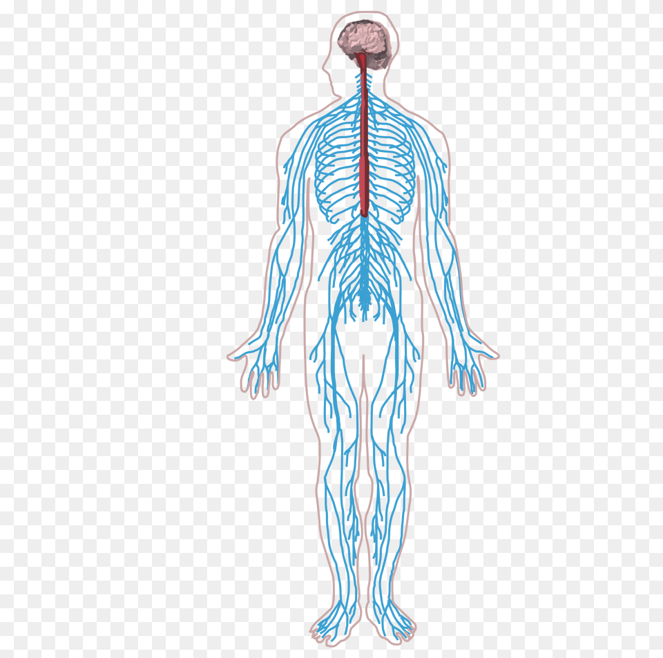 Nervous System, Adult, Male, Man, Person Free Png