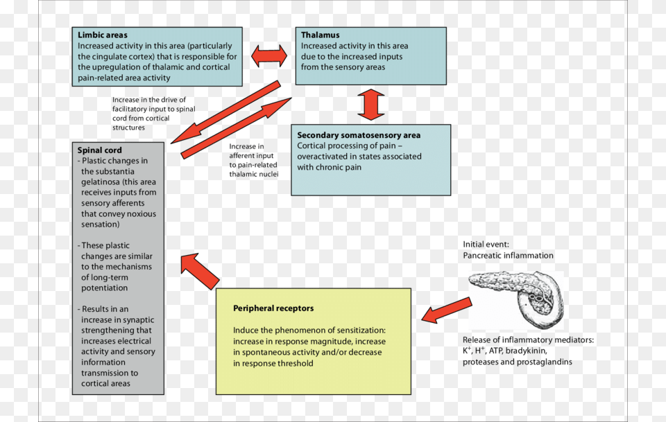 Nervous System Activity Changes That Follow Pancreatic Diagram, Text Free Png Download