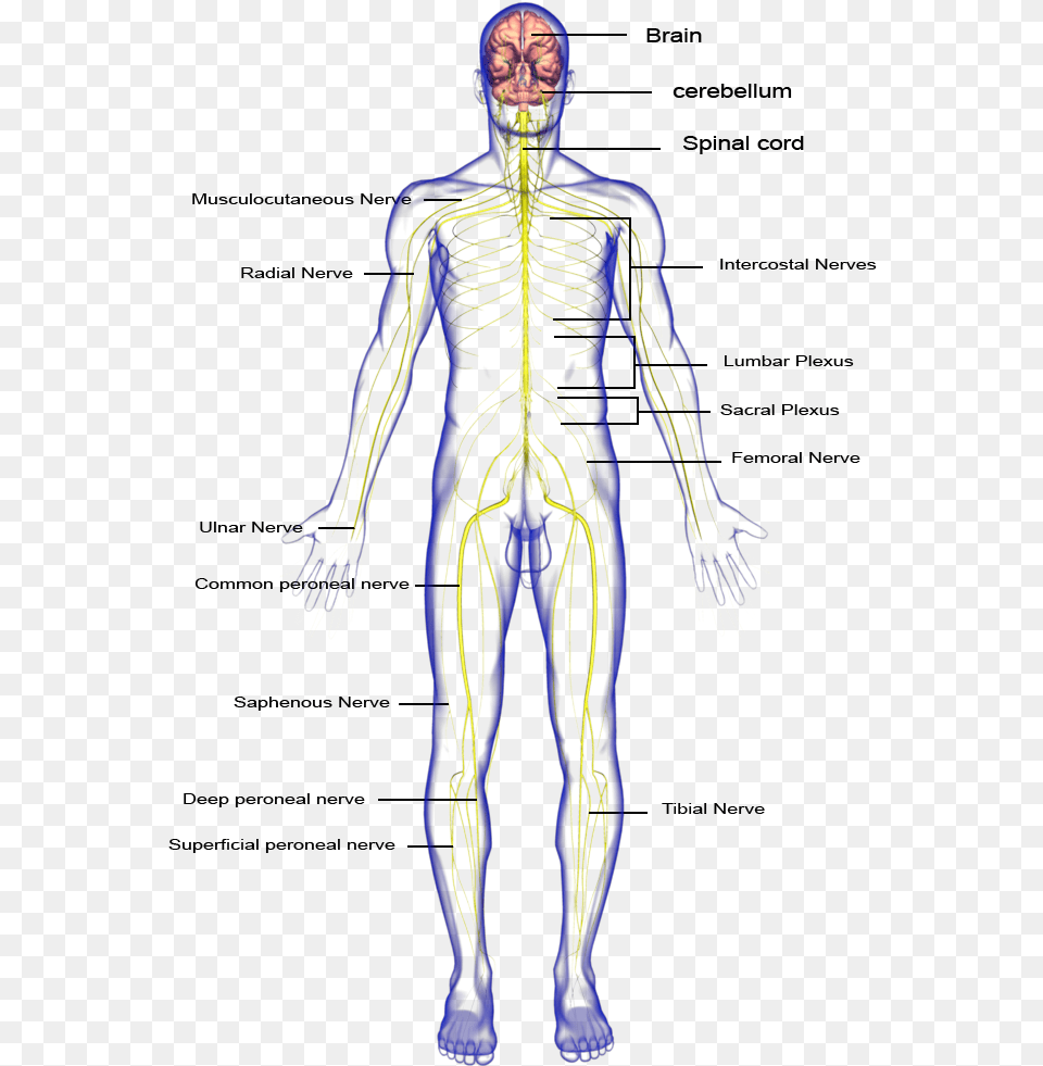 Nervous System Body Parts Download Nervous System Hd Part, Adult, Female, Person, Woman Png Image