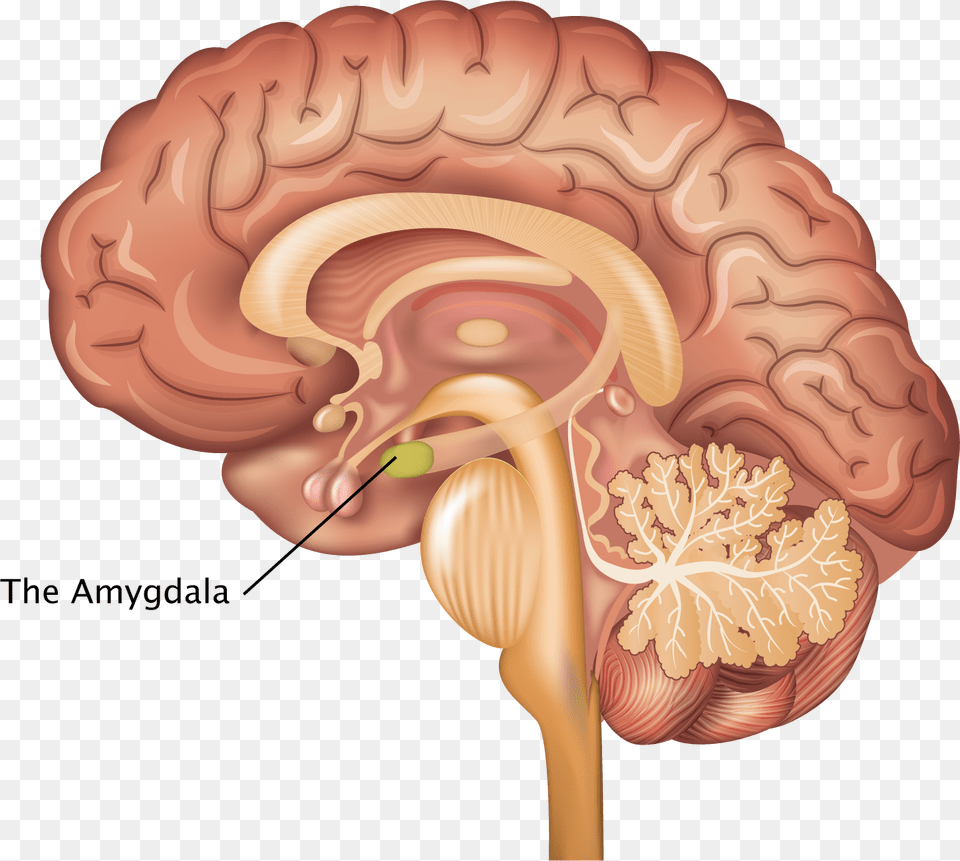 Nervous System Brain, Person Png