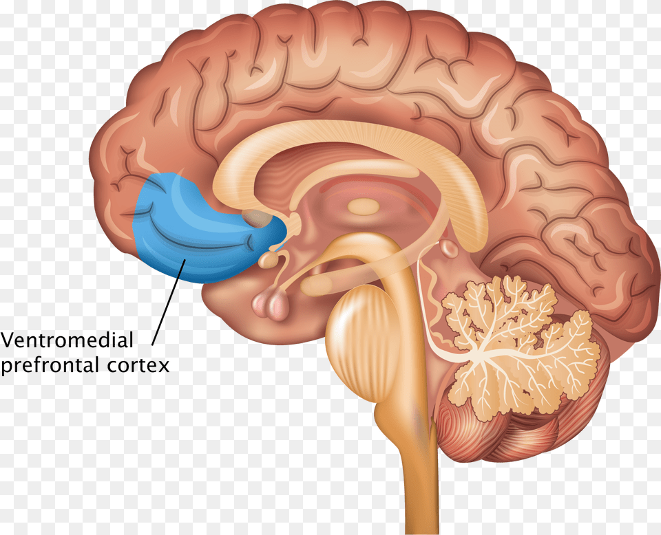 Nervous System Brain, Body Part, Ear, Person Free Png Download