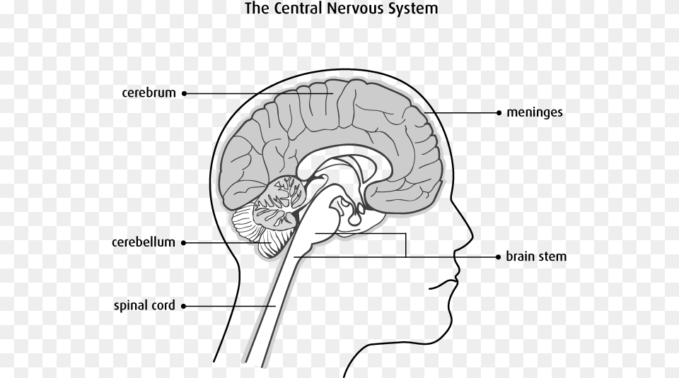 Nervous System Brain And Spinal Cord Diagram, Art, Drawing Free Transparent Png