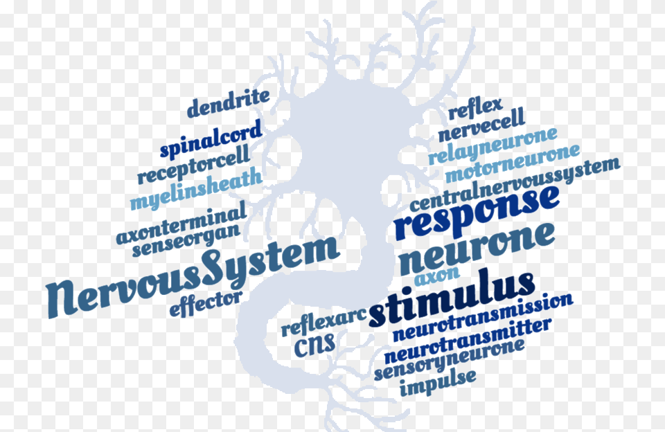 Nervous System Crossword Graphic Design, Ct Scan, Head, Person Png