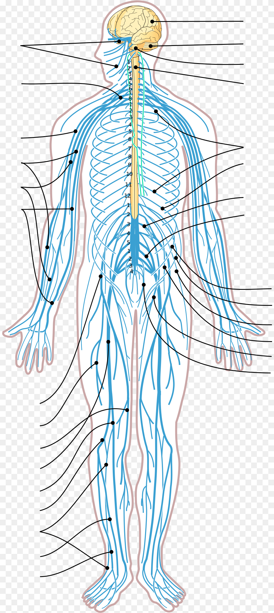 Nervous System Diagram Arrows Nervous System Vector, Adult, Male, Man, Person Free Png Download