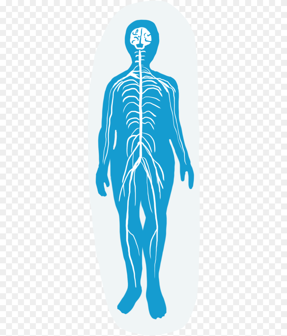 Nervous System Endocrine System, Adult, Male, Man, Person Free Transparent Png