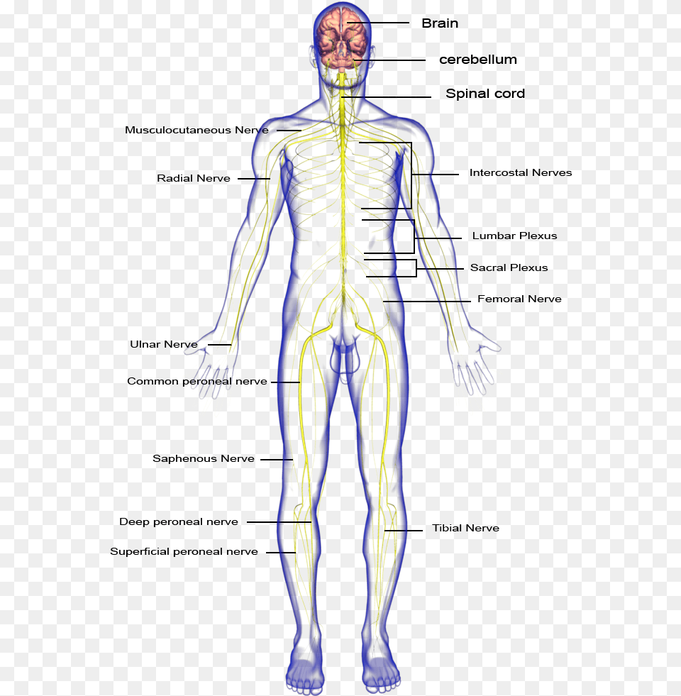 Nervous System Nervous System Body Parts, Adult, Female, Person, Woman Png Image