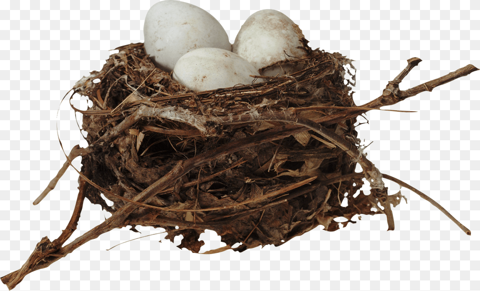 Nest, Egg, Food, Fungus, Plant Free Png Download