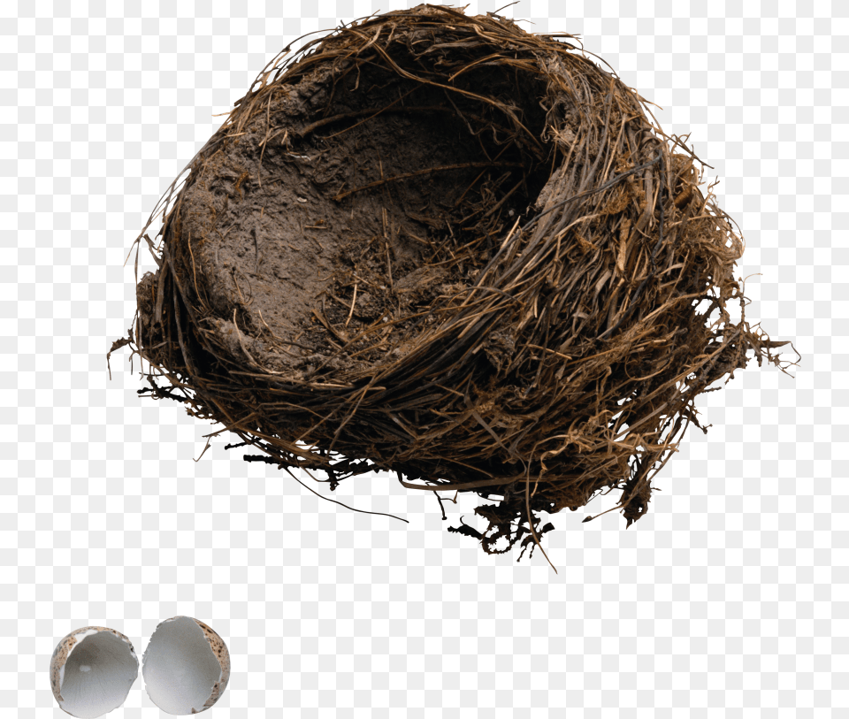 Nest 13 8755 Free Images Starpng Egg Break In A Nest Png Image