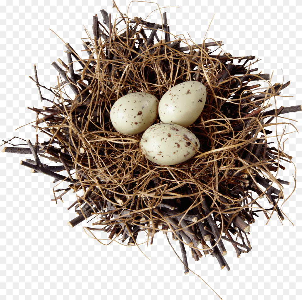 Nest Png